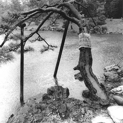 Tree Over Tidepool, Hama Rikyu, Tokyo, from Garden Views: the Culture of Nature, 2003