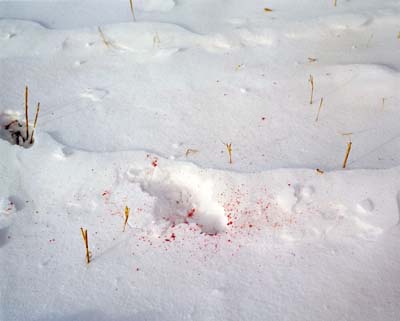 Hoof Track with Blood, 2003