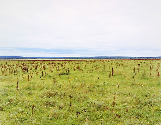 Perm (Grasses), 2001