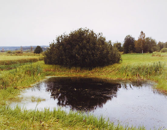Perm (Bush), 2001
