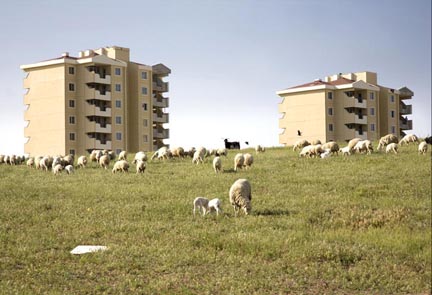 Sheep, Balica, Ankara