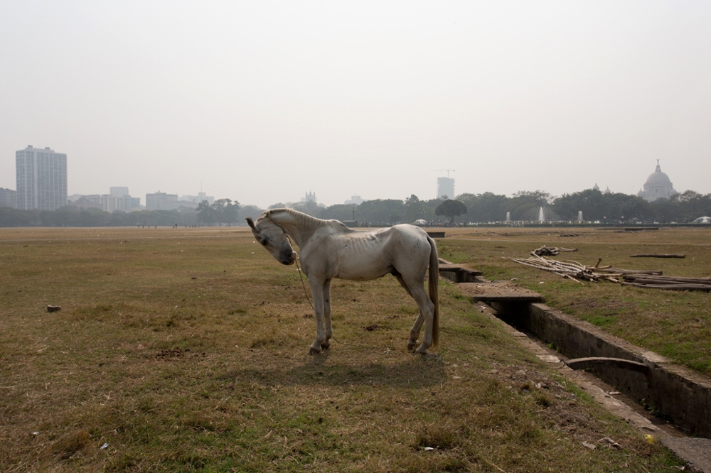 Horse, the Maidan, Calcutta, 2013