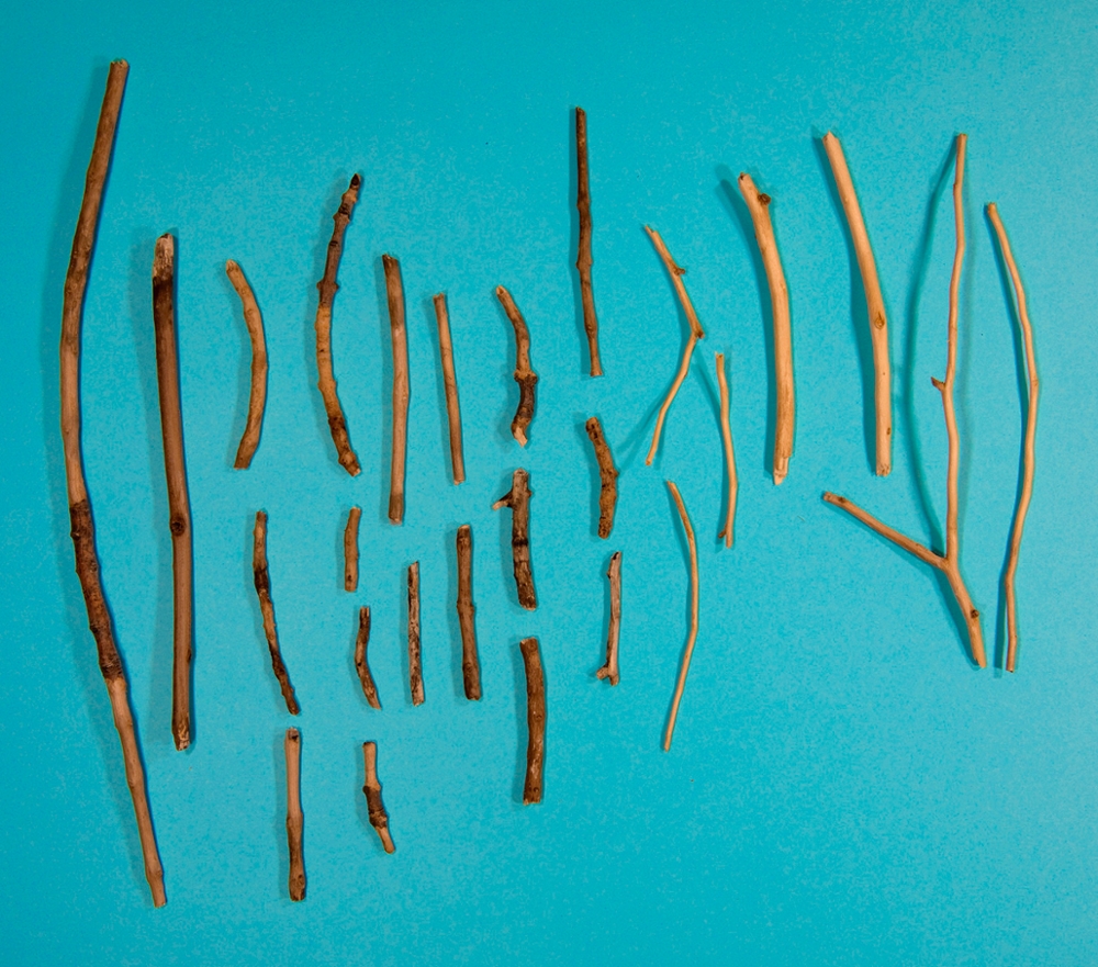 Debarded Sticks (Substitutionary Atonement for the Neighbor's Dogs), ﻿2012