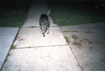Dog, 2005