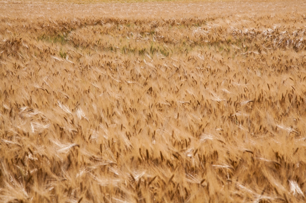 ﻿Marks on Wheat Field, ﻿2015