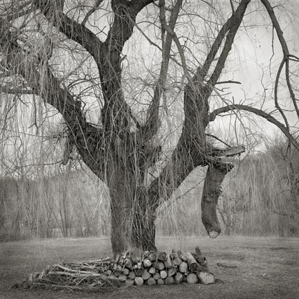 Broken Tree, from the Fieldwork series, 2006