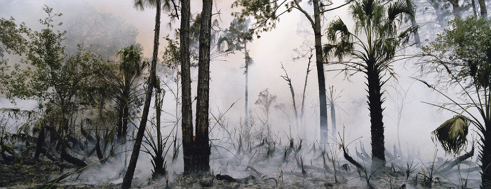 ﻿Fire in the Swamp #1, ﻿2007