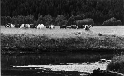 Blood Indian Horses on the Belly River, Alberta, Canada