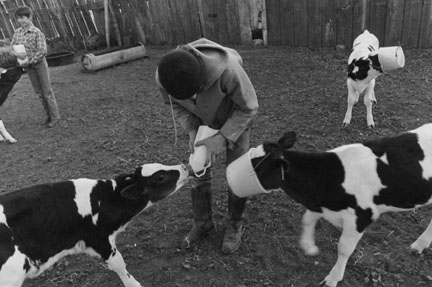 Feeeding Calves, Shea Farm, Hazelton, North Dakota, from the 