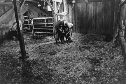 Joe Shea Inoculating Calf, Hazelton, North Dakota, from the 