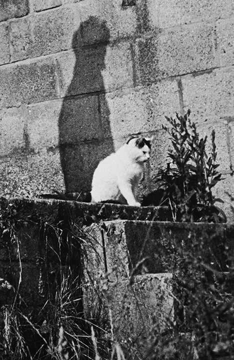 A cat and a shadow: England