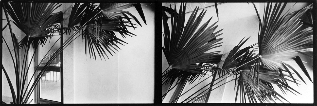 Untitled (palm plant diptych)