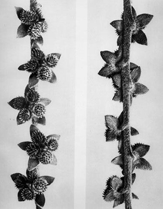 Cynoglossum Officinale, from the 