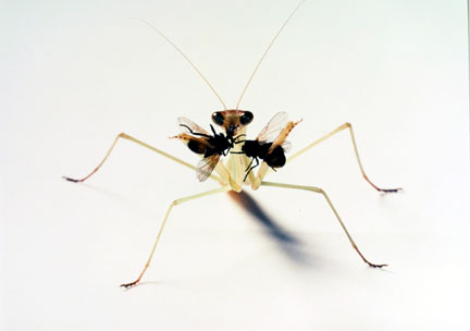 Praying Mantis Eating Two Flies, from the 