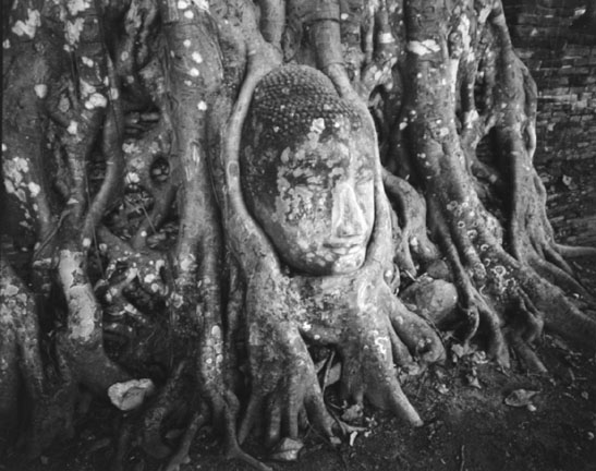 Entwined Buddha, Ayuthaya, Thailand
