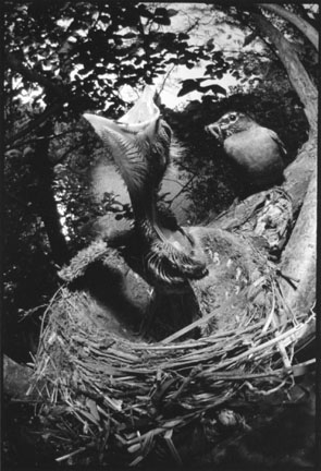 Robin's Nest-Central Park
