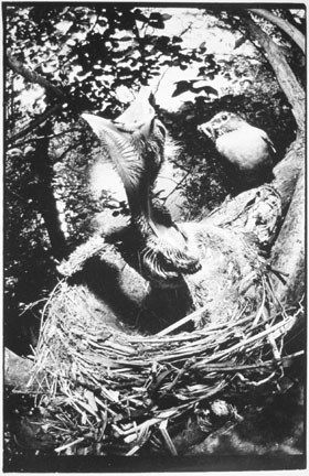Robin's Nest, Central Park