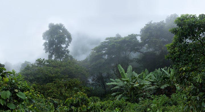 Botanical Observation, Forest-Shaded Coffee Plantation, from the 