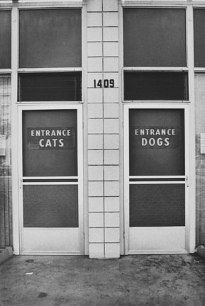 Cats and Dogs, Alabama, USA