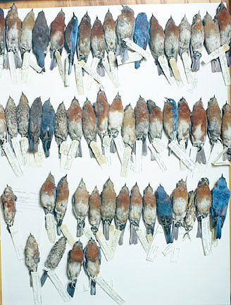 Field Museum, Drawer of Bluebirds, various dates