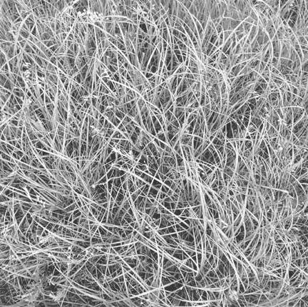 Fent's Prairie, Salina, Kansas, 24 June 1978. Daisy fleabane, asters, mixed prairie grasses, and cheat grass