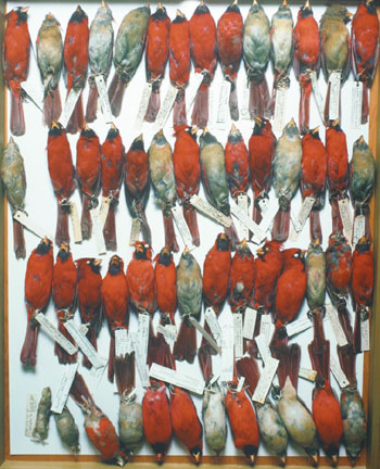 Field Museum, Drawer of Cardinals, various dates