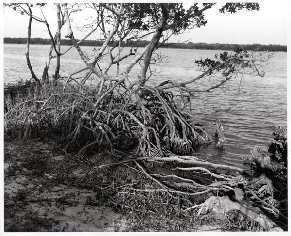 Untitled (tree on edge of water with exposed roots)