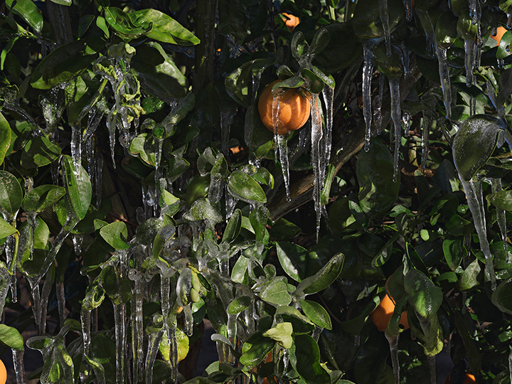 Ice to Protect Orange Trees from the Cold, California, from the 