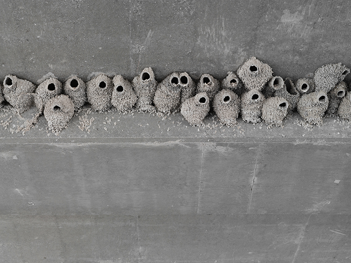 Cliff Swallow Nests under a Highway Overpass, Nevada, from the 