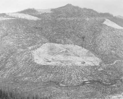 Area Clearant Prior to 1980 Eruption Surrounded by Downed Trees, Clearwater