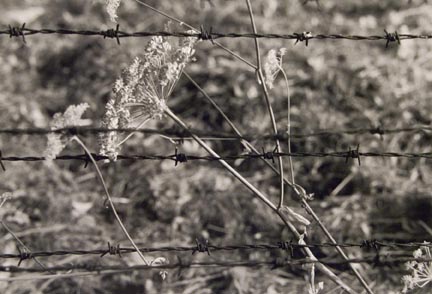 Cut Weed and Barbed Wire, Birkenau