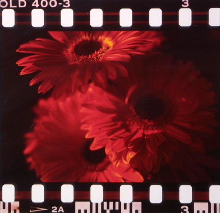 Flowers (Red Daisies)
