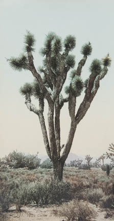 Yucca Cactus at Hesperia, California