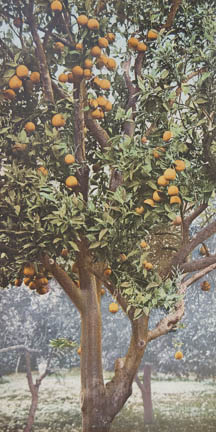 A California Orange Tree