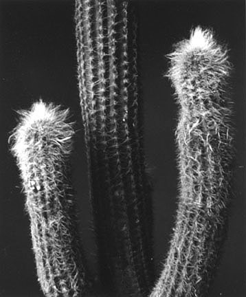 Cactus #3 February