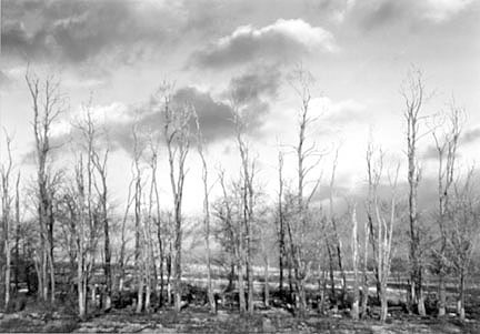 Dead Trees, Chadwick, November