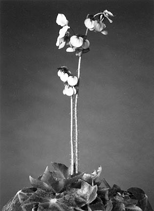 Rhizomatous Begonia, from the 