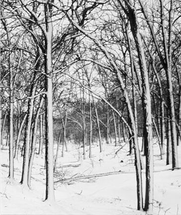 Winter Woods