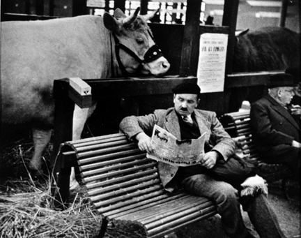 Paris (cow stalls and man reading newspaper on bench)