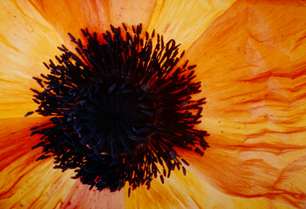 Poppies, Red & Yellow #19, from the 