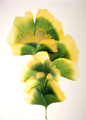 Gingko #14, from the 