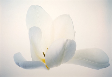 Tulip, White #25, from the 