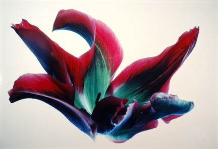 Tulips: RG #16, from the 