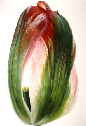 Tulip, Pink & Green #39, from the 