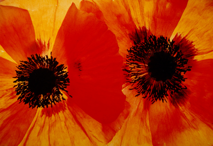 Poppies #37, from the 