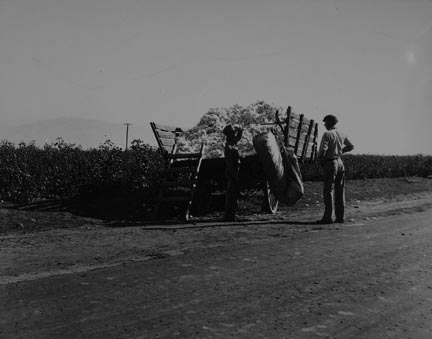 Weighing in cotton. Southern San Joaquin Valley, California