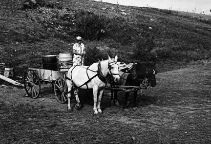 Mrs. Olie Thompson ready to drive home from the spring with barrels full of water.  Williams County, North Dakota