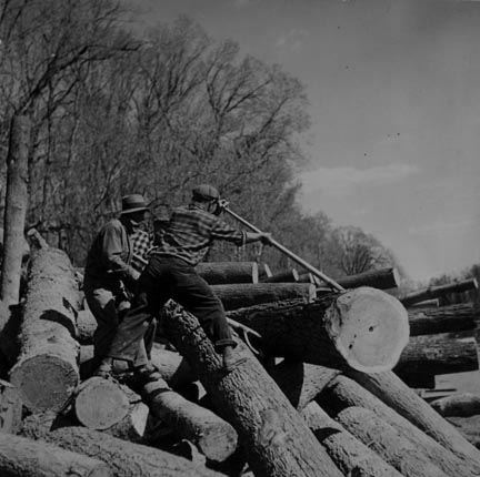 Lumberjacks using peaveys to remove logs from banks of Little Fork River. Near Littlefork, Minnesota