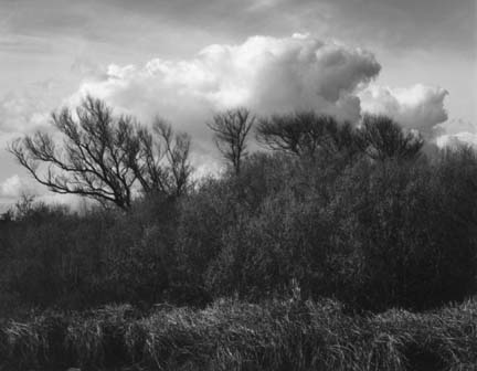 Willow and Clouds, from the Delta portfolio