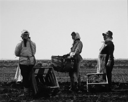 Three Tomato Planters, from the Delta portfolio